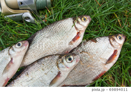 Pile of the white bream or silver fish and white-eye bream on the natural background. . 69894011