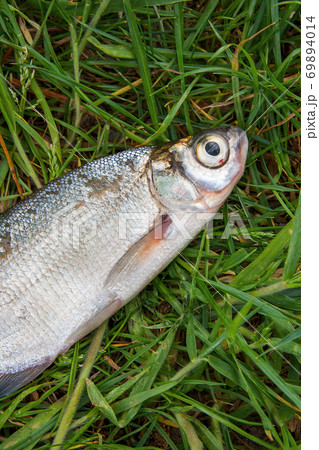Single freshwater fish zope or the blue bream on black fishing net.. 69894014