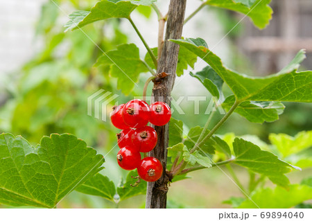 Bush of red currant berries in a garden. 69894040
