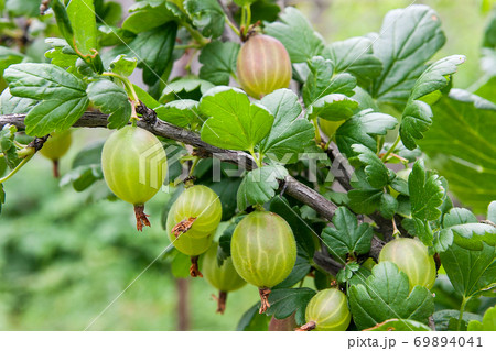 Branch of gooseberry with green berries and leaves in the garden.. 69894041