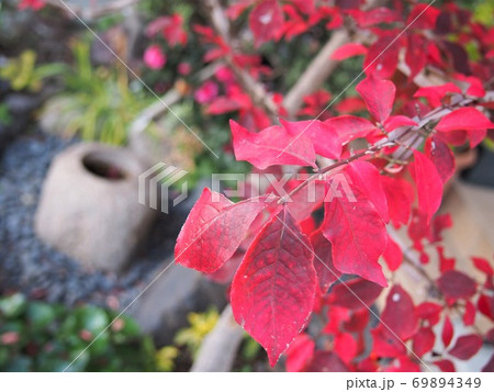 紅葉　蹲　手水鉢 69894349