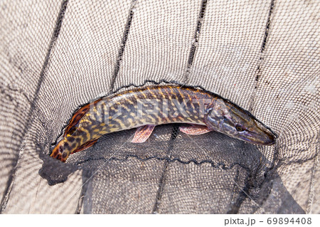 Trophy fishing. Big freshwater pike lies on black fishing net. Trophy fishing. Big freshwater pike lies on black fishing net. 69894408