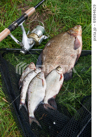 Big freshwater common bream and white bream or silver bream fish with fishing rod with reel on natural background.. 69894629