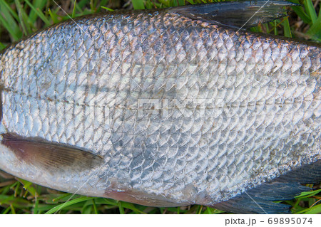 Close up view of common bream fish or silver bream just taken from the water. Common bream fish or silver bream scales as natural background. Close up view of common bream fish or silver bream just taken from the water. Common bream fish or silver bream scales as natural background. 69895074