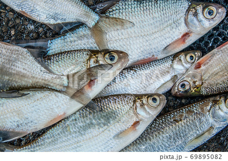 Pile of freshwater common bream fish and silver bream or white bream fish on fishing net as background. Pile of freshwater common bream fish and silver bream or white bream fish on fishing net as background. 69895082