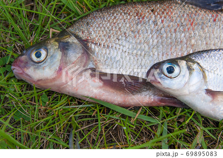 Close up view of common bream fish and silver bream or white bream fish on green grass. 69895083