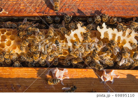 Close up view of the bees swarming on a honeycomb. Close up view of the bees swarming on a honeycomb. 69895110