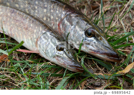 Close up view of freshwater pike fish lies on green grass.. 69895642