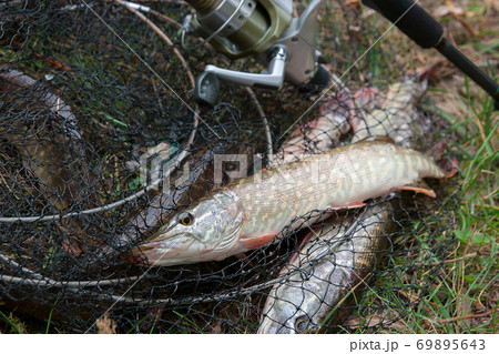 Close up view of freshwater pike fish lies on landing net with fishery catch in it and fishing rod with reel.. Close up view of freshwater pike fish lies on landing net with fishery catch in it and fishing rod with reel.. 69895643