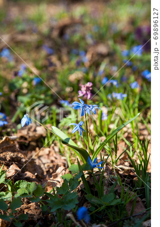Scilla siberica (Siberian squill or wood squill) small blue flower in forest. Spring blossom in Ukrainian forest Scilla siberica (Siberian squill or wood squill) small blue flower in forest. Spring blossom in Ukrainian forest 69896127