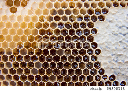Close up view of honeycomb with honey as background.. 69896318