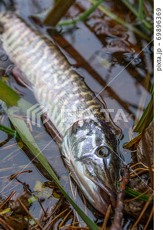 Catch and release. Close up view of small freshwater pike in the water.. 69896369