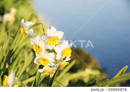 兵庫県淡路島　灘黒岩水仙郷 69896878