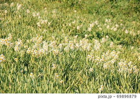 兵庫県淡路島　灘黒岩水仙郷 69896879