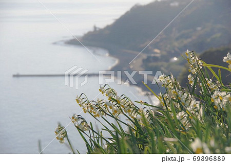 兵庫県淡路島　灘黒岩水仙郷 69896889