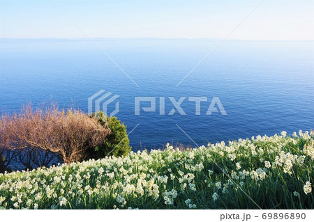 兵庫県淡路島　灘黒岩水仙郷 69896890