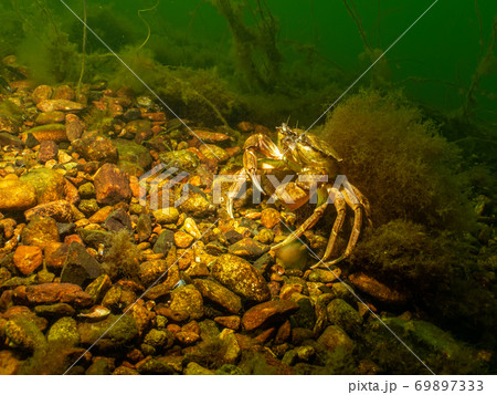 A closeup picture of a crab in a beautiful marine environment. Picture from Oresund, Malmo Sweden 69897333