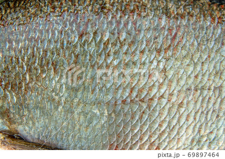 Close up view of common bream fish just taken from the water. Common bream fish scales as natural background. Close up view of common bream fish just taken from the water. Common bream fish scales as natural background. 69897464