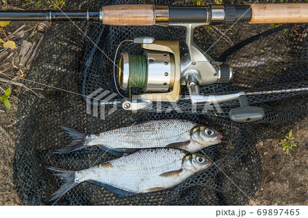 Several common bream fish and silver bream or white bream fish on the natural background. Catching freshwater fish and fishing rods with fishing reel Several common bream fish and silver bream or white bream fish on the natural background. Catching freshwater fish and fishing rods with fishing reel 69897465