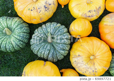 A flat lay photo of colorful pumpkins collected after harvest A flat lay photo of colorful pumpkins collected after harvest 69897721
