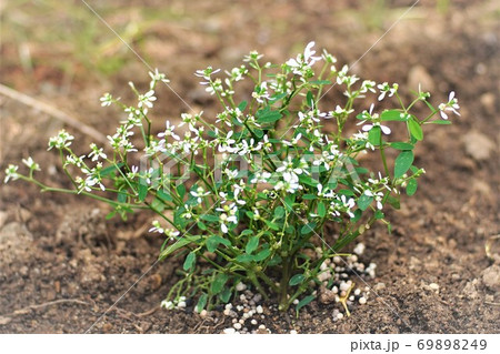 秋に開花するユーフォルビア 69898249