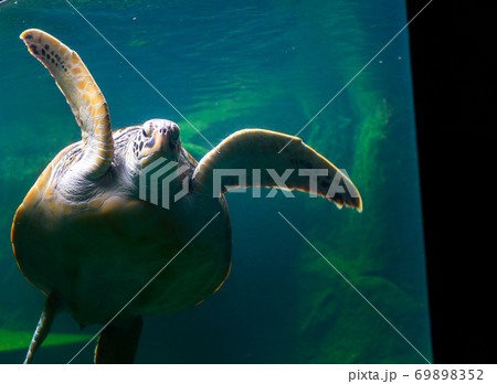 Sea turtles in the deep sea, a rare conservation animal that is abundant in Asia. 69898352
