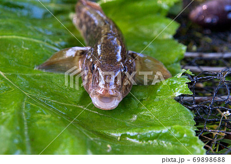 Close up view of freshwater bullhead fish or round goby fish just taken from the water on big green leaf.. Close up view of freshwater bullhead fish or round goby fish just taken from the water on big green leaf.. 69898688