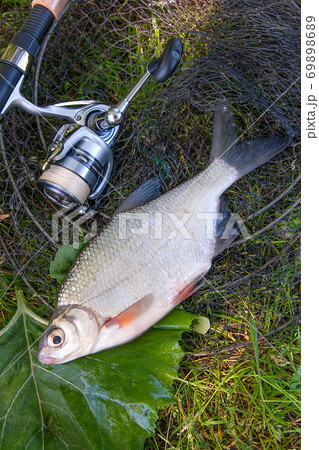 View of freshwater silver bream or white brem fish on black fishing net and fishing rod with reel. . View of freshwater silver bream or white brem fish on black fishing net and fishing rod with reel. . 69898689