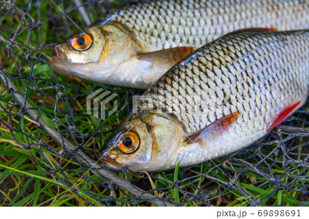 Close up view of two freshwater common rudd - Stock Photo [69898691] -  PIXTA