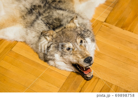 Wolf skin on parquet floor 69898758