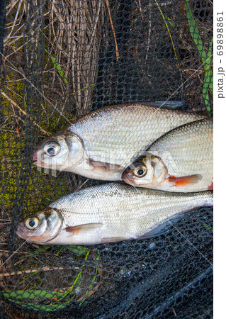 Several freshwater fish 69898861