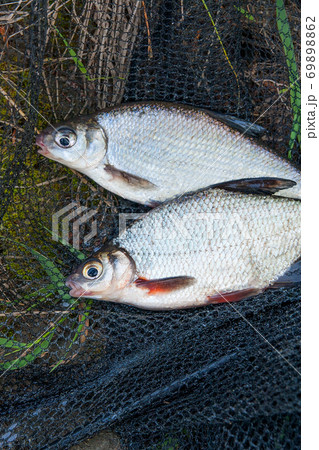 Pile of the white bream or silver fish and white-eye bream with fishing rod with reel on the natural background. . 69898862