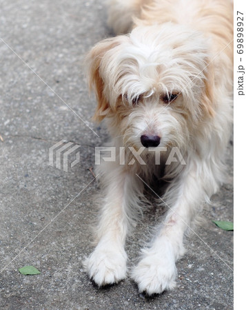 lovely long hairy white fur cute fat dog laying on cold concrete garage floor making sad face with relax mood lovely long hairy white fur cute fat dog laying on cold concrete garage floor making sad face with relax mood 69898927