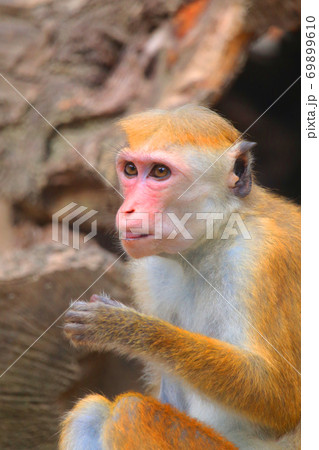 トクモンキー 69899610