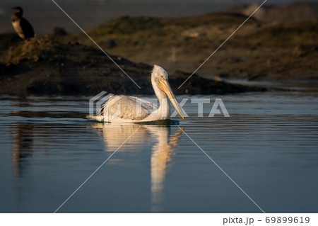 dalmatian pelican or pelecanus crispus closeup with reflection in water during winter migration at wetland of keoladeo ghana national park or bharatpur bird sanctuary rajasthan india 69899619