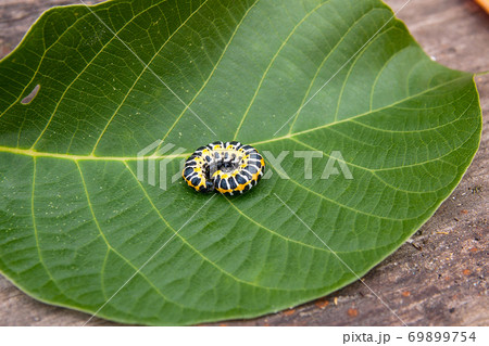 Beautiful black and yellow caterpillar creeps on big green leaf.. Beautiful black and yellow caterpillar creeps on big green leaf.. 69899754