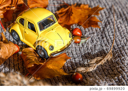 Autumnal Background. Yelllow toy car and dried orange fall maple leaves on grey knitted sweater. Thanksgiving banner copy space. Hygge mood cold weather delivery concept. Hello Autumn travel. Autumnal Background. Yelllow toy car and dried orange fall maple leaves on grey knitted sweater. Thanksgiving banner copy space. Hygge mood cold weather delivery concept. Hello Autumn travel. 69899920