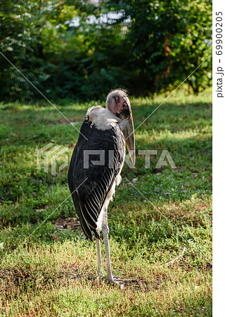 Marabou stork african bird standing up 69900205