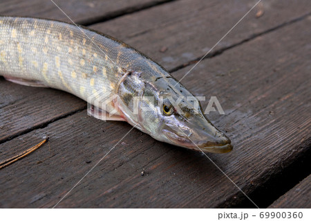 Freshwater pike fish on vintage wooden background. Freshwater pike fish on vintage wooden background. 69900360