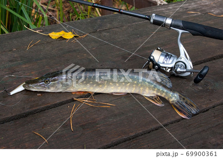 Freshwater pike and fishing equipment lies on wooden background.. 69900361
