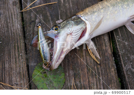 Close up view of big freshwater pike with fishing lure in mouth lies on vintage wooden background.. 69900517