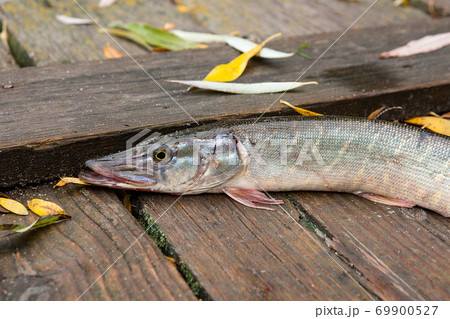 Freshwater pike on wooden background with yellow leaves. 69900527
