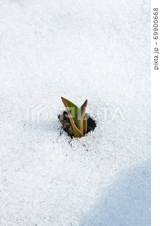 Tulip flower coming out from real snow Tulip flower coming out from real snow 69900668