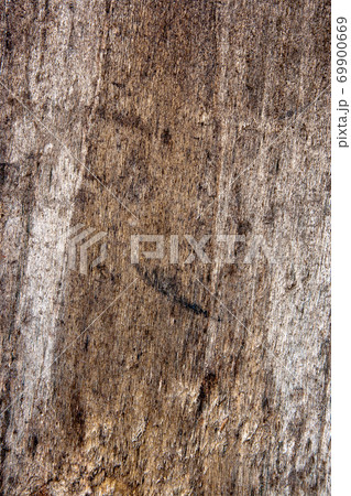 Moss and mold affect a wooden planks. Moss and mold affect a wooden planks. 69900669