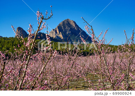Peach blossom in Cieza La Torre in the Murcia region in Spain 69900924