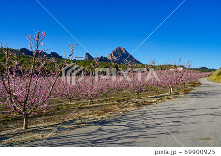 Peach blossom in Cieza La Torre in the Murcia region in Spain Peach blossom in Cieza La Torre in the Murcia region in Spain 69900925