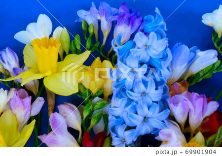 blooming daffodils, hyacinth and freesia flowers 69901904