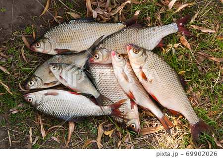Pile of freshwater roach fish as background. Pile of freshwater roach fish as background. 69902026