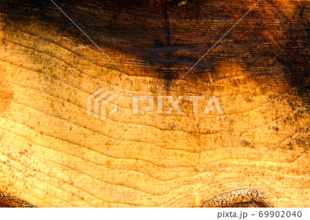 Wood texture of cutted tree trunk, close up. Rough cut of fruit tree. 69902040
