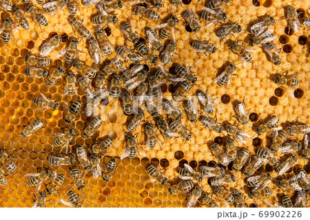 Busy bees inside hive with sealed cells for their young. 69902226